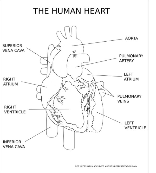 Heart Health at healthinsiderguide.com